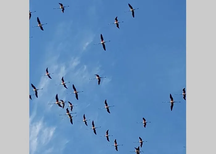 Benny's Rose House Cagliari